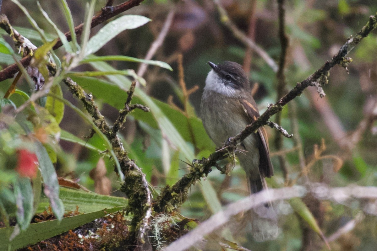 White-throated Tyrannulet - Johan Bergkvist