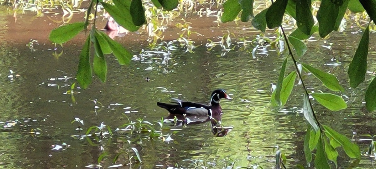 Wood Duck - Sean Howard