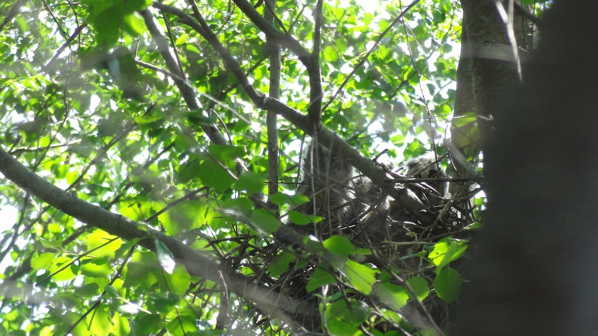 Kulaklı Orman Baykuşu - ML570118801