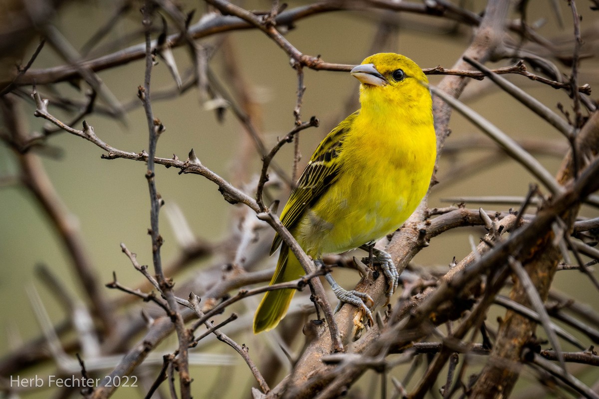 Holub's Golden-Weaver - ML570119361