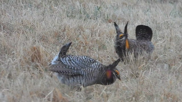 Tétras des prairies - ML570119821