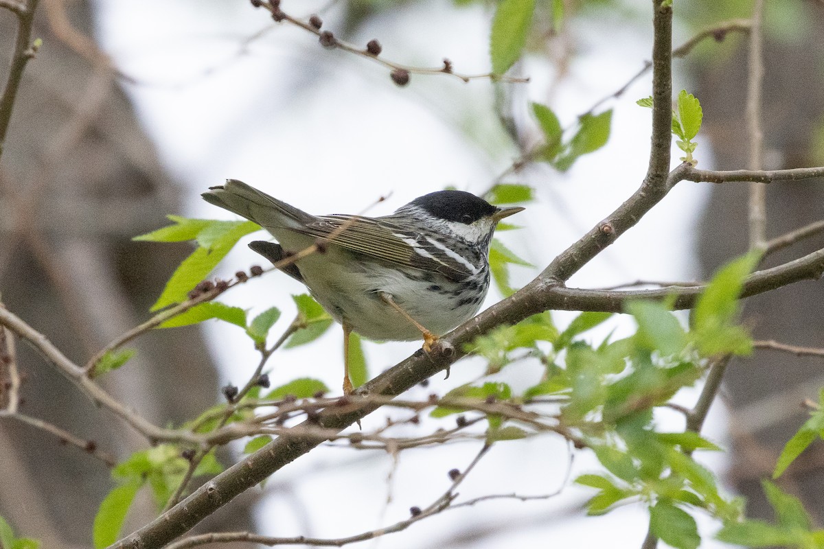 Blackpoll Warbler - ML570120661