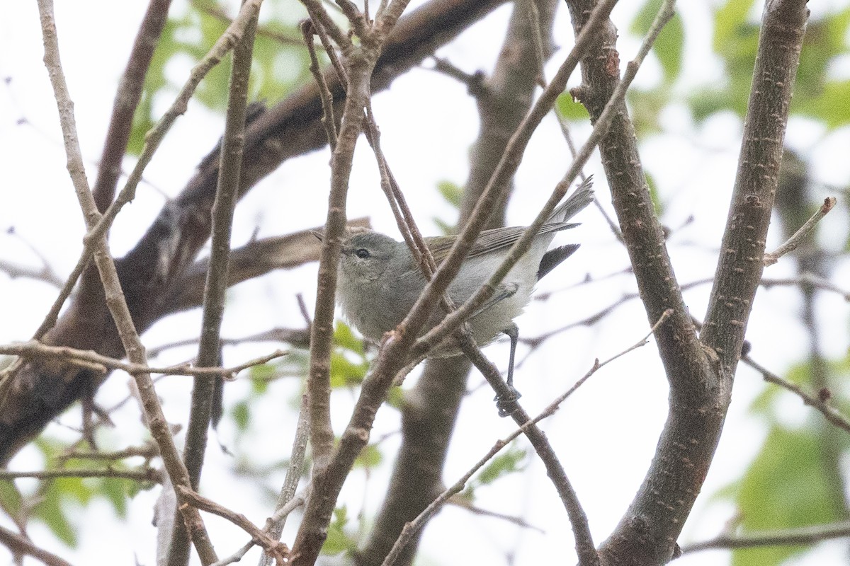 Tennessee Warbler - ML570120851