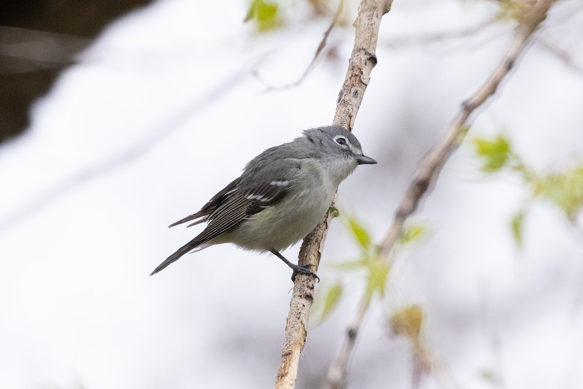 Plumbeous Vireo - ML570120971
