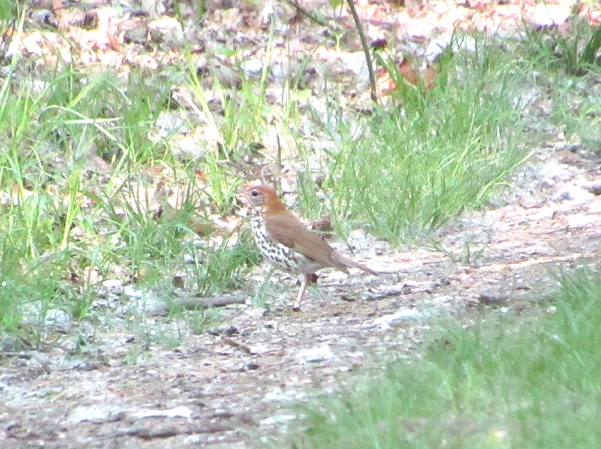 Wood Thrush - ML570121481