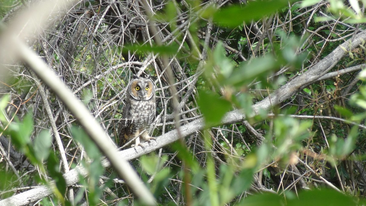 Long-eared Owl - ML570122491