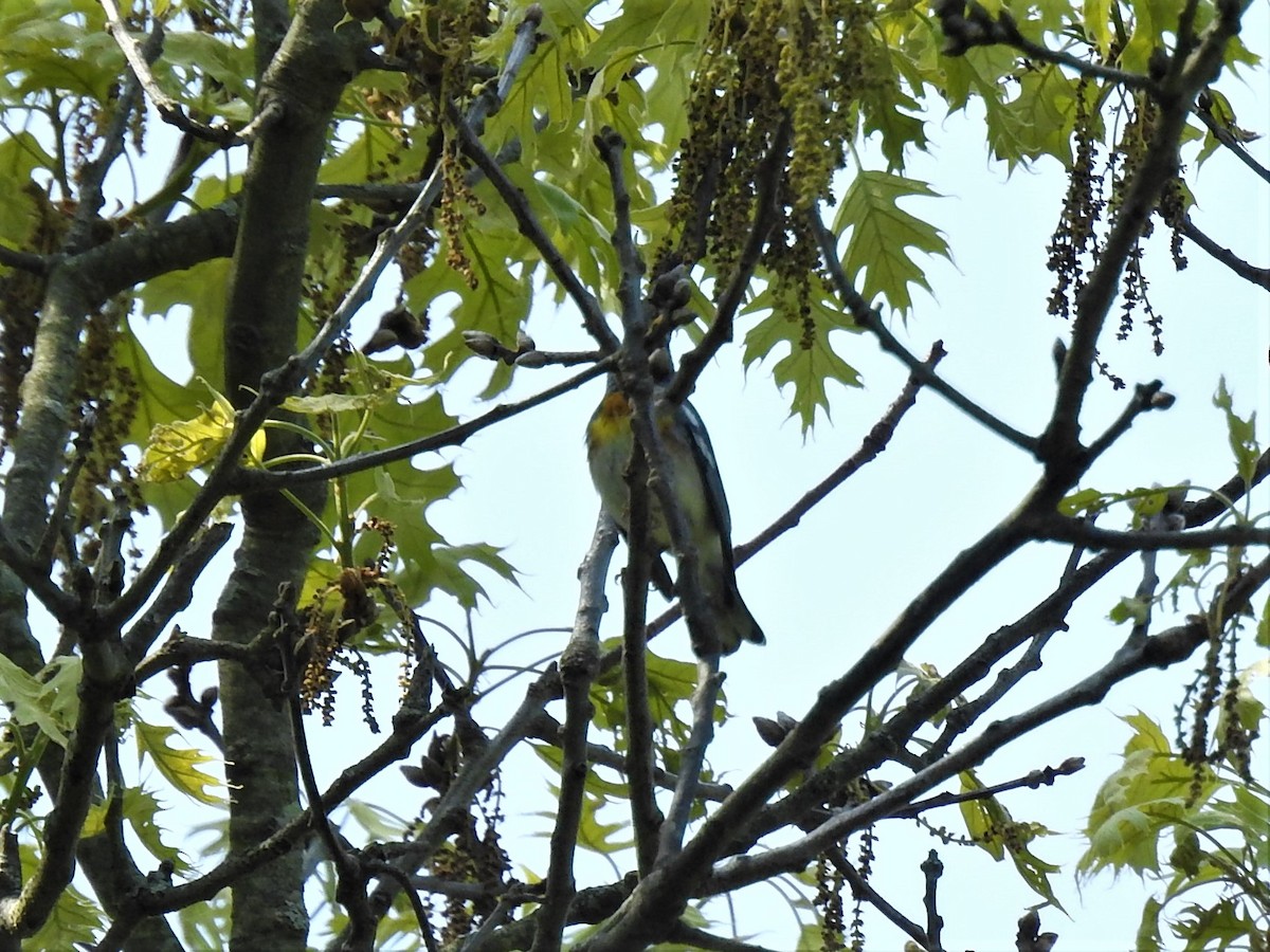 Northern Parula - ML570122671