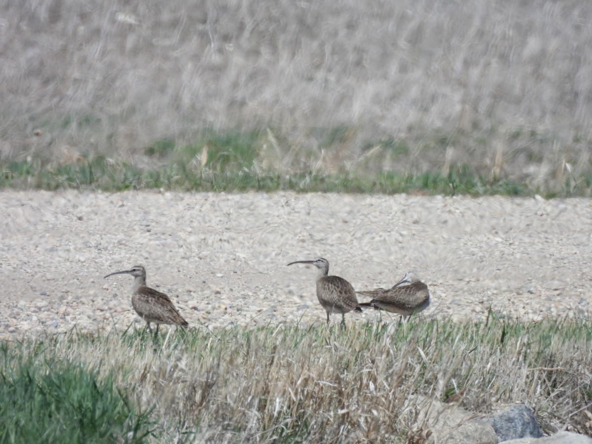 Whimbrel - Sherry Kelter