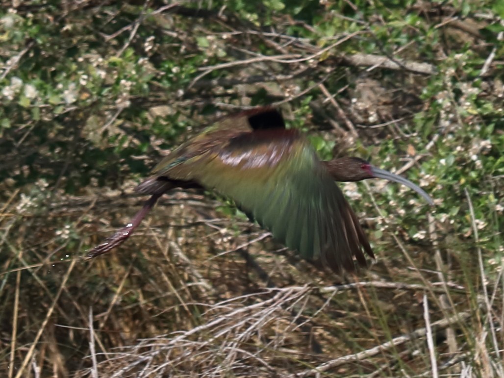 White-faced Ibis - ML57012331