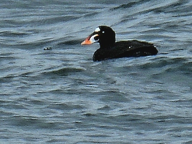 Surf Scoter - ML570123431