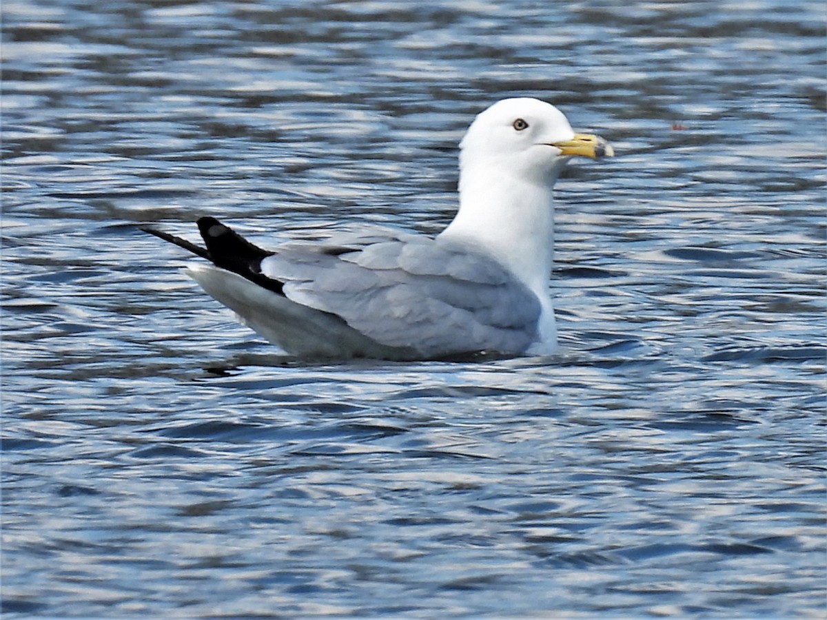 Ring-billed Gull - ML570125421