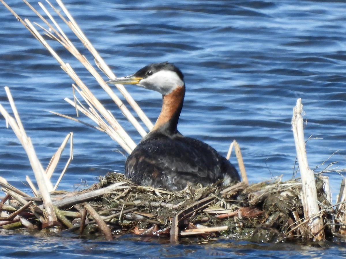 Red-necked Grebe - Sherry Kelter