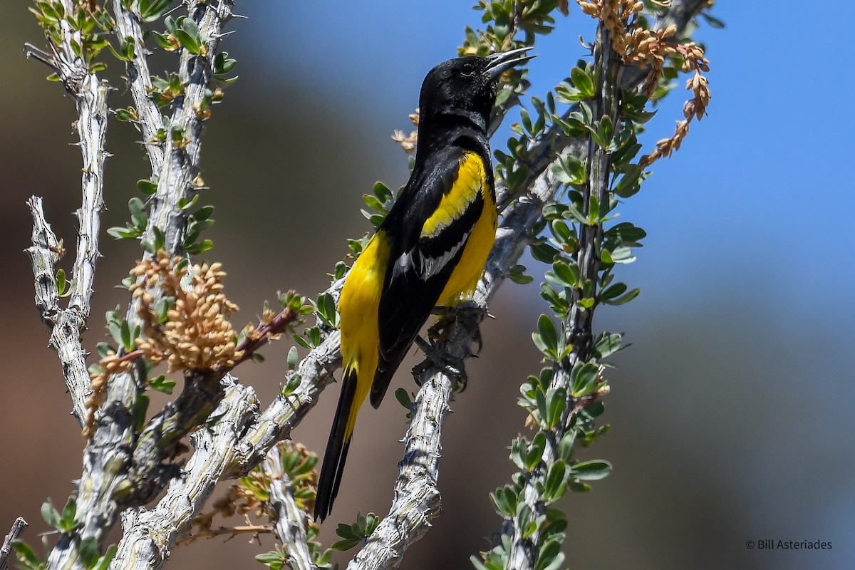 Scott's Oriole - ML570127101