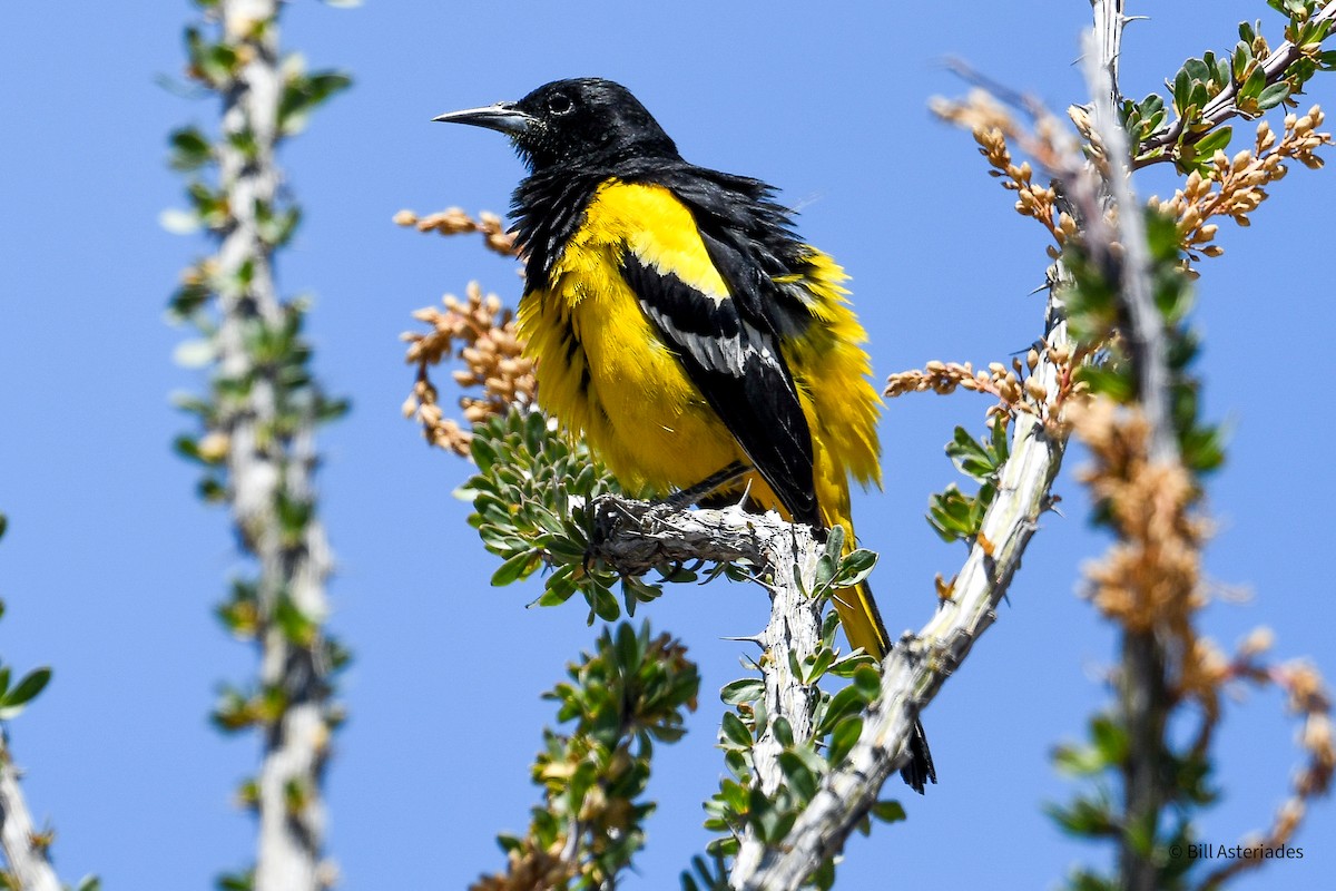 Scott's Oriole - ML570127111