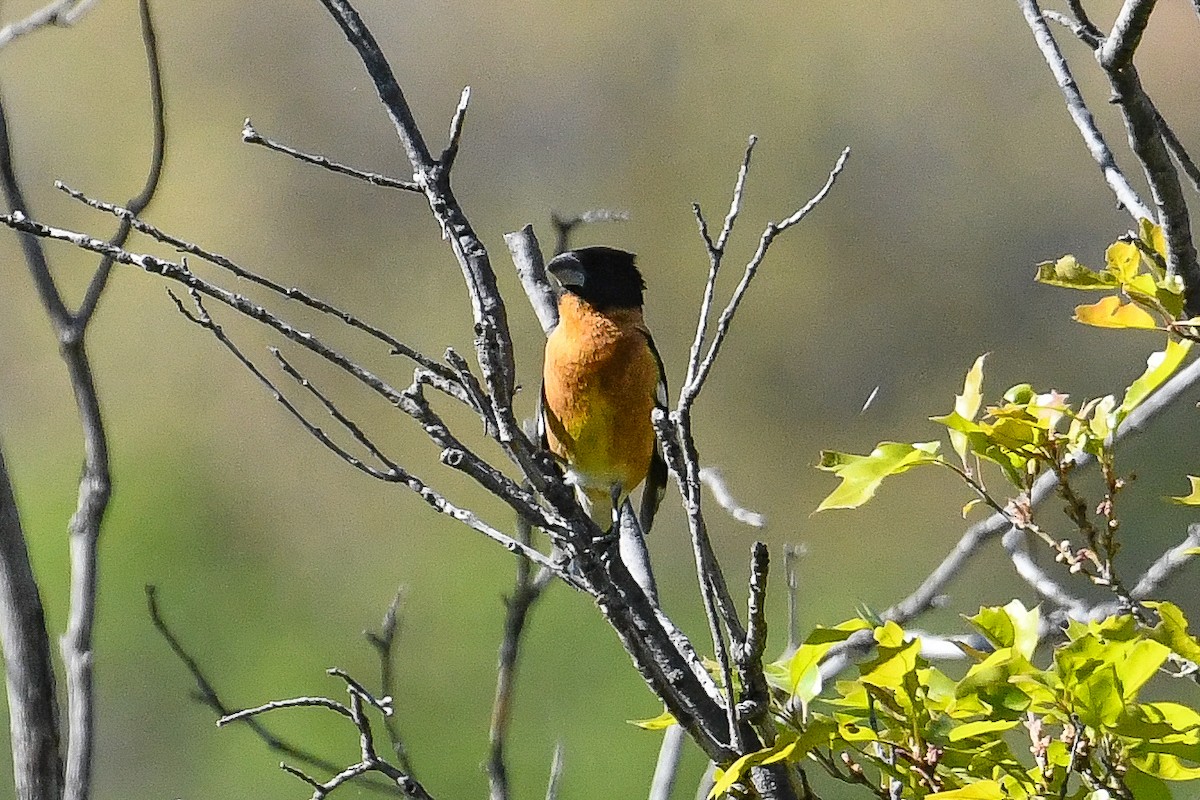 Cardinal à tête noire - ML570127341