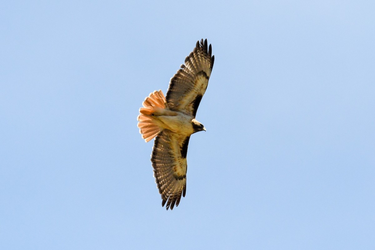 Red-tailed Hawk - Bill Asteriades