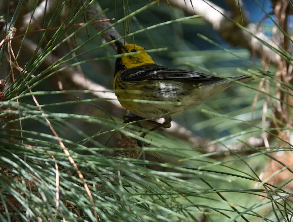 Townsend's x Hermit Warbler (hybrid) - Sylvia Afable