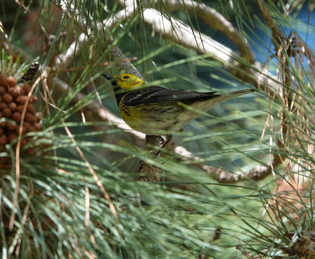 Townsend's x Hermit Warbler (hybrid) - ML570129901