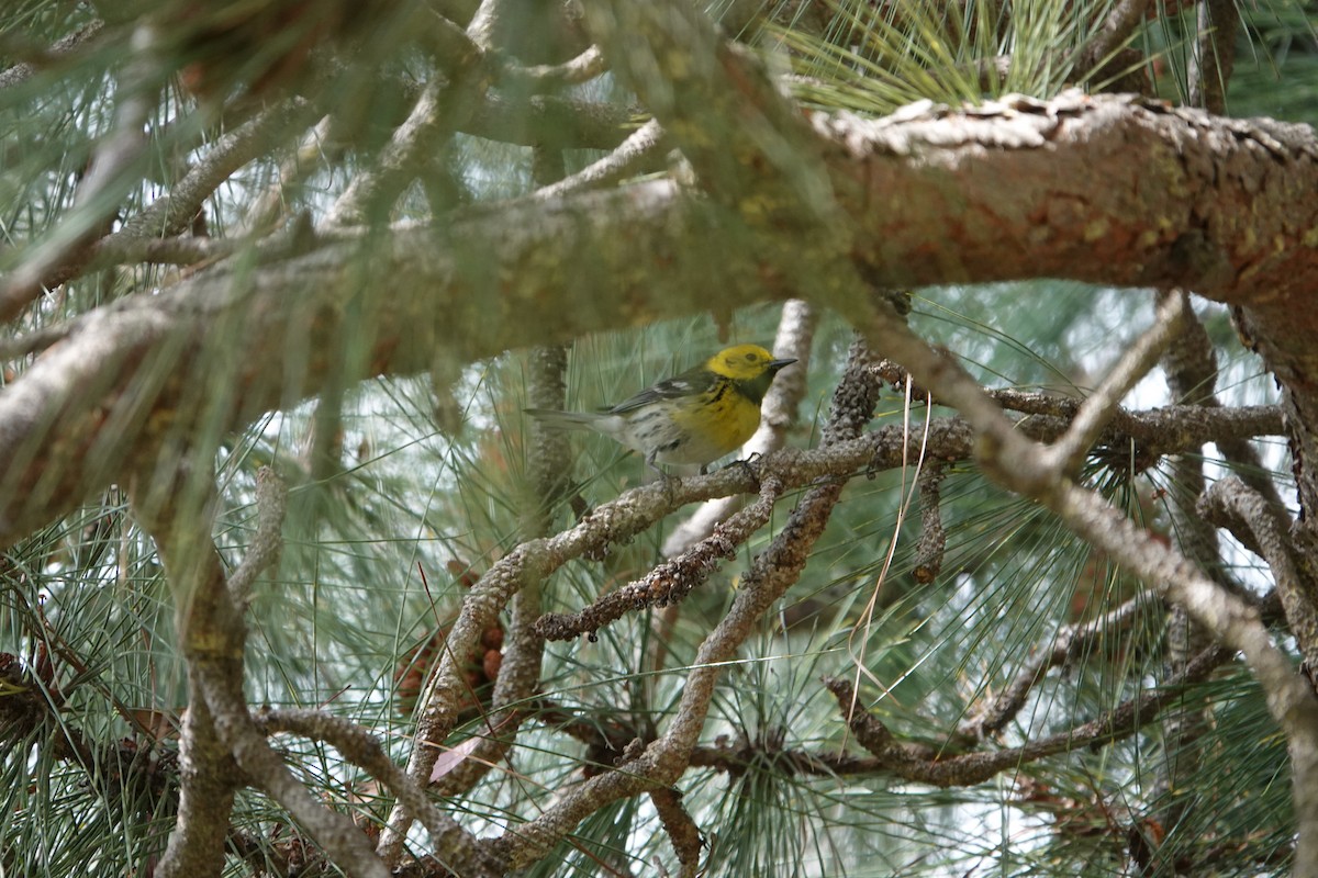 Townsend's x Hermit Warbler (hybrid) - Sylvia Afable