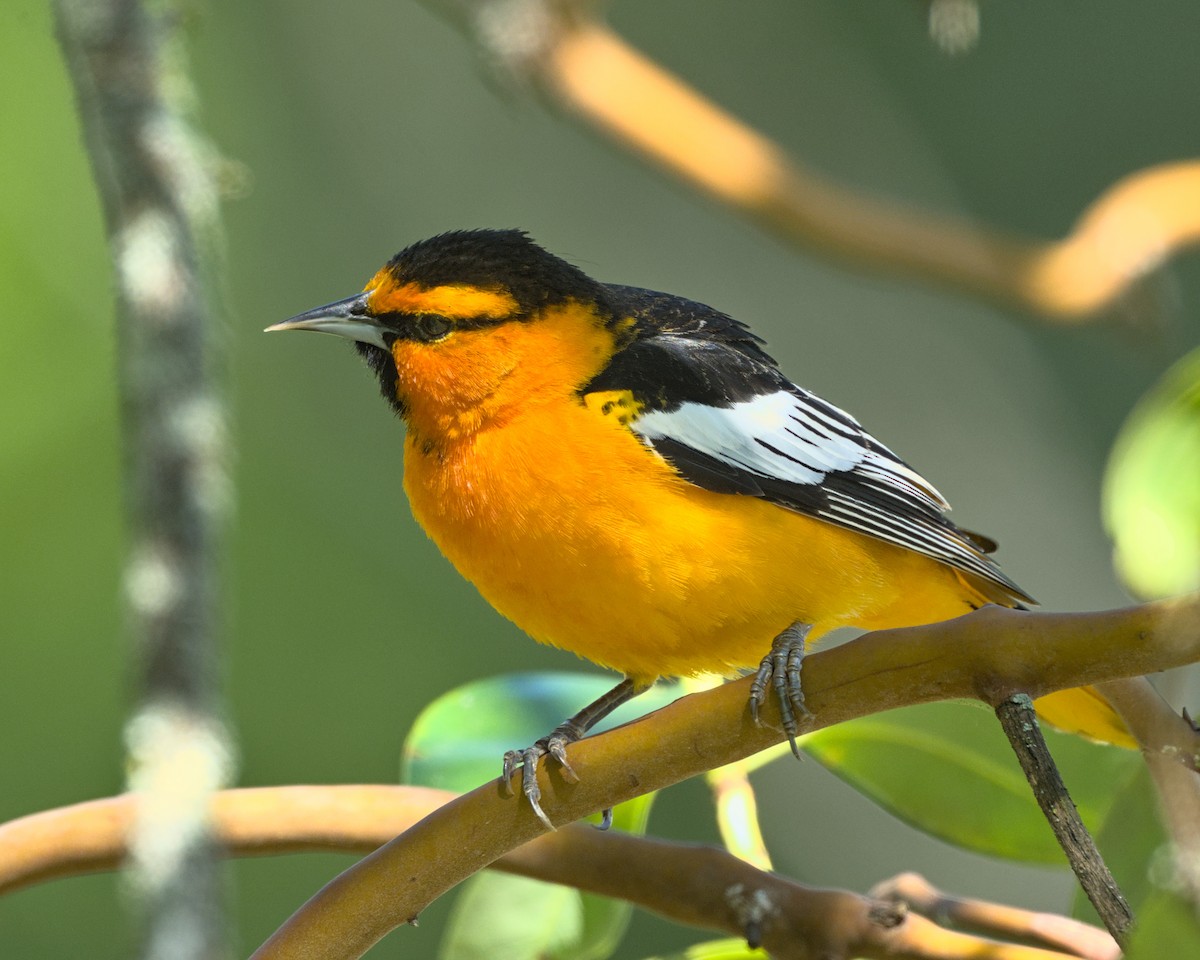 ML570132501 - Bullock's Oriole - Macaulay Library