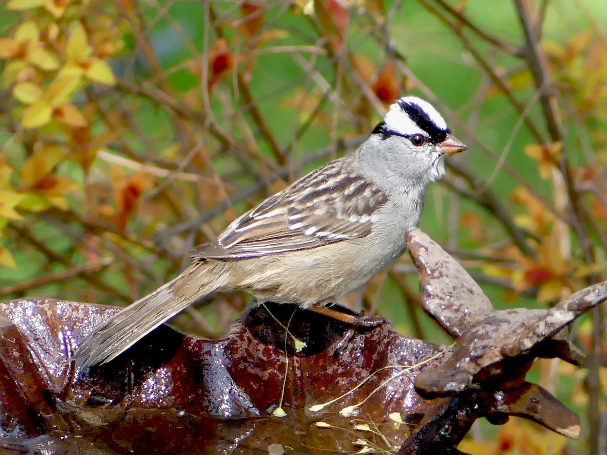 White-crowned Sparrow - ML570132671