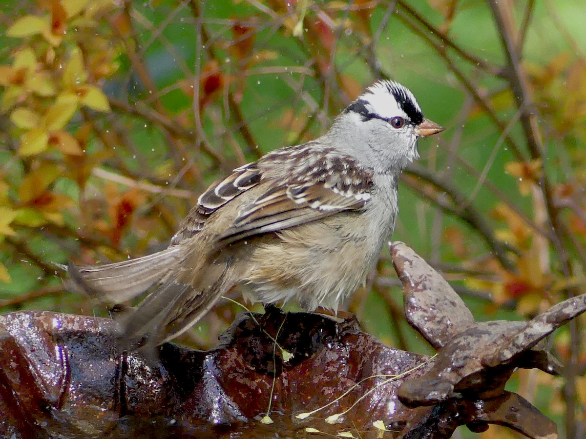 White-crowned Sparrow - Sean Smith