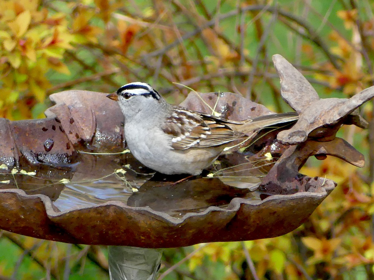 White-crowned Sparrow - ML570132901