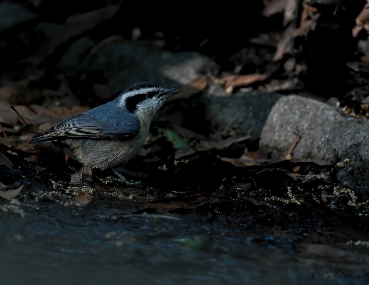 Red-breasted Nuthatch - Carl Houck