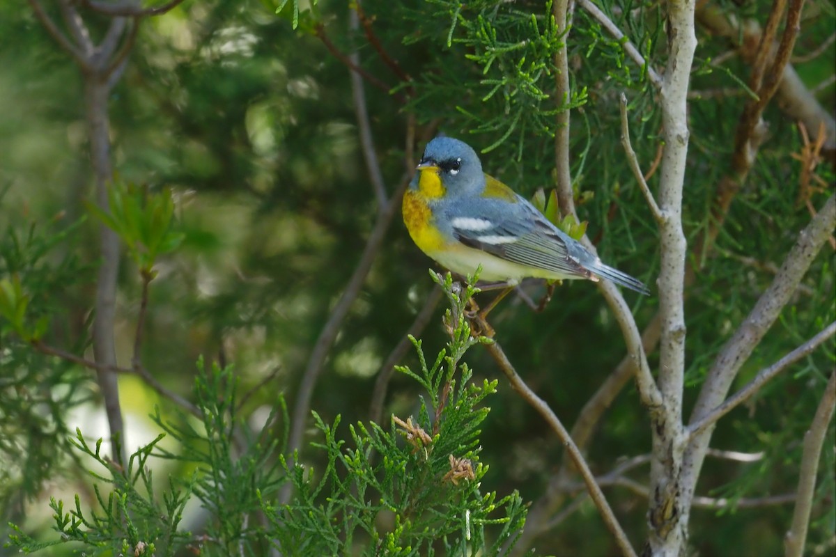 Northern Parula - ML570137801