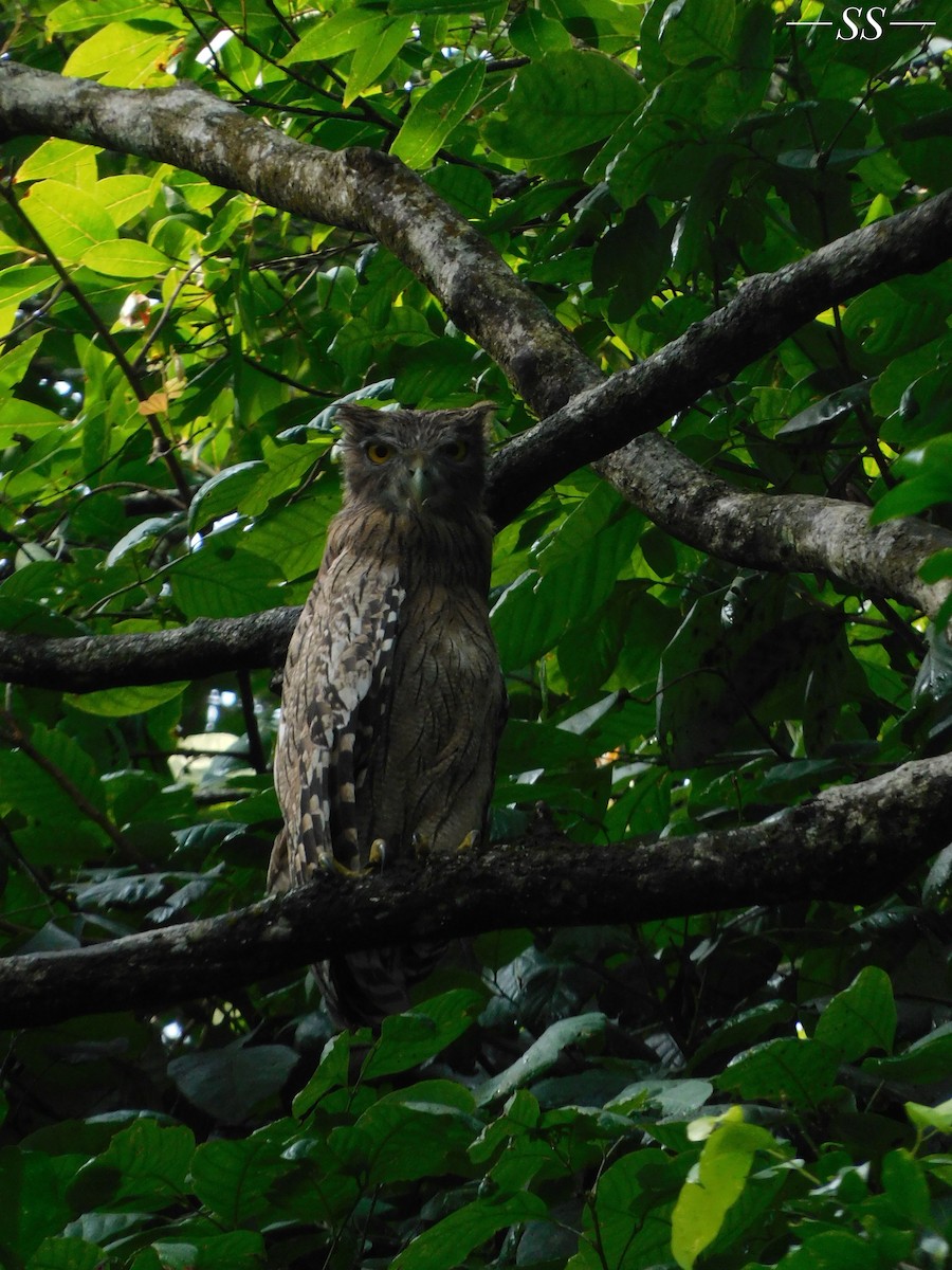 Brown Fish-Owl - ML570139311
