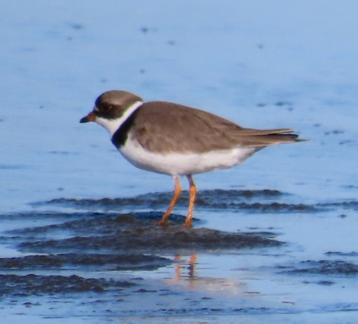 Semipalmated Plover - ML570139331