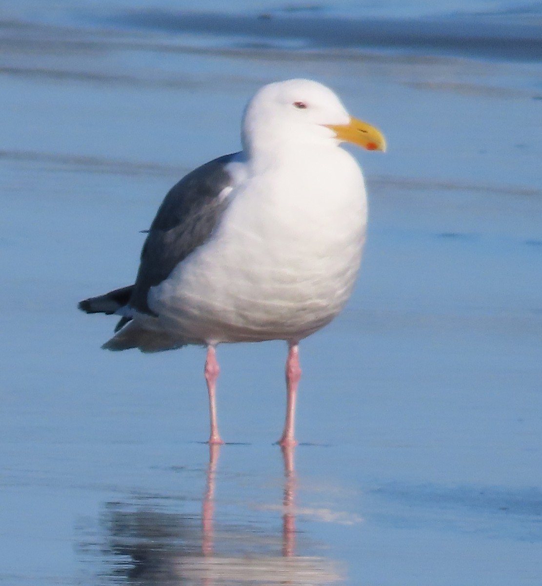 Western Gull - ML570139561