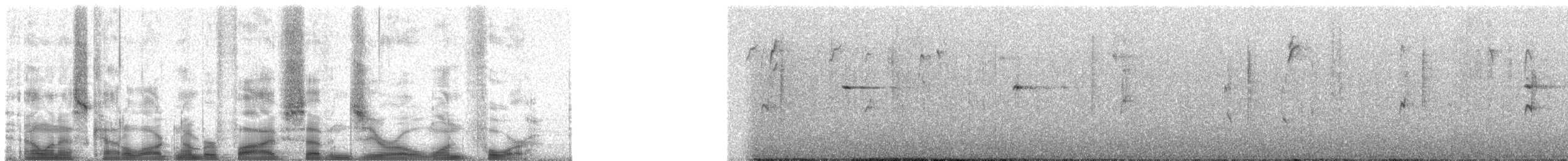 Светлоглазая курэта - ML57014
