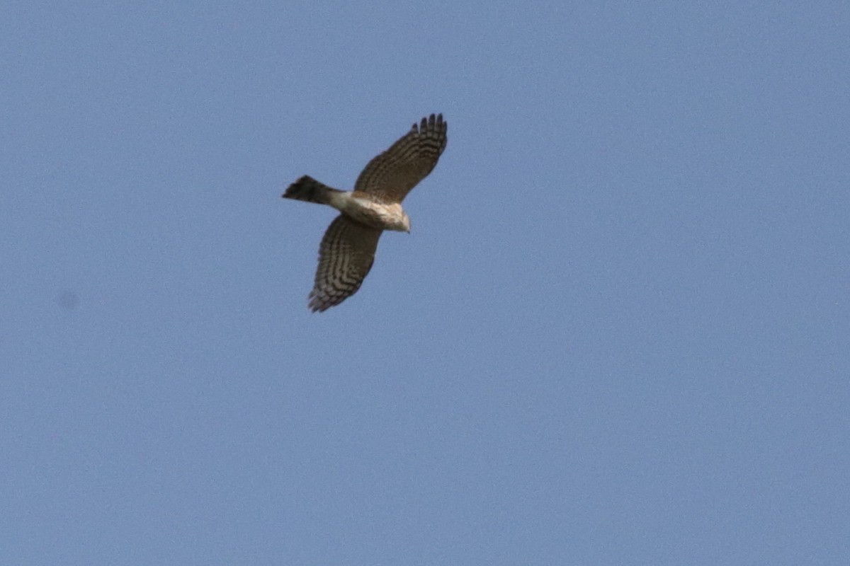 Sharp-shinned Hawk - ML570141221