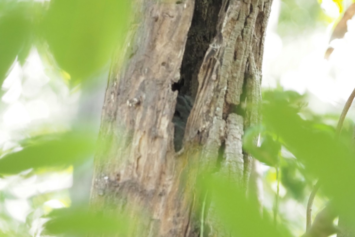 Australian Owlet-nightjar - ML570143411