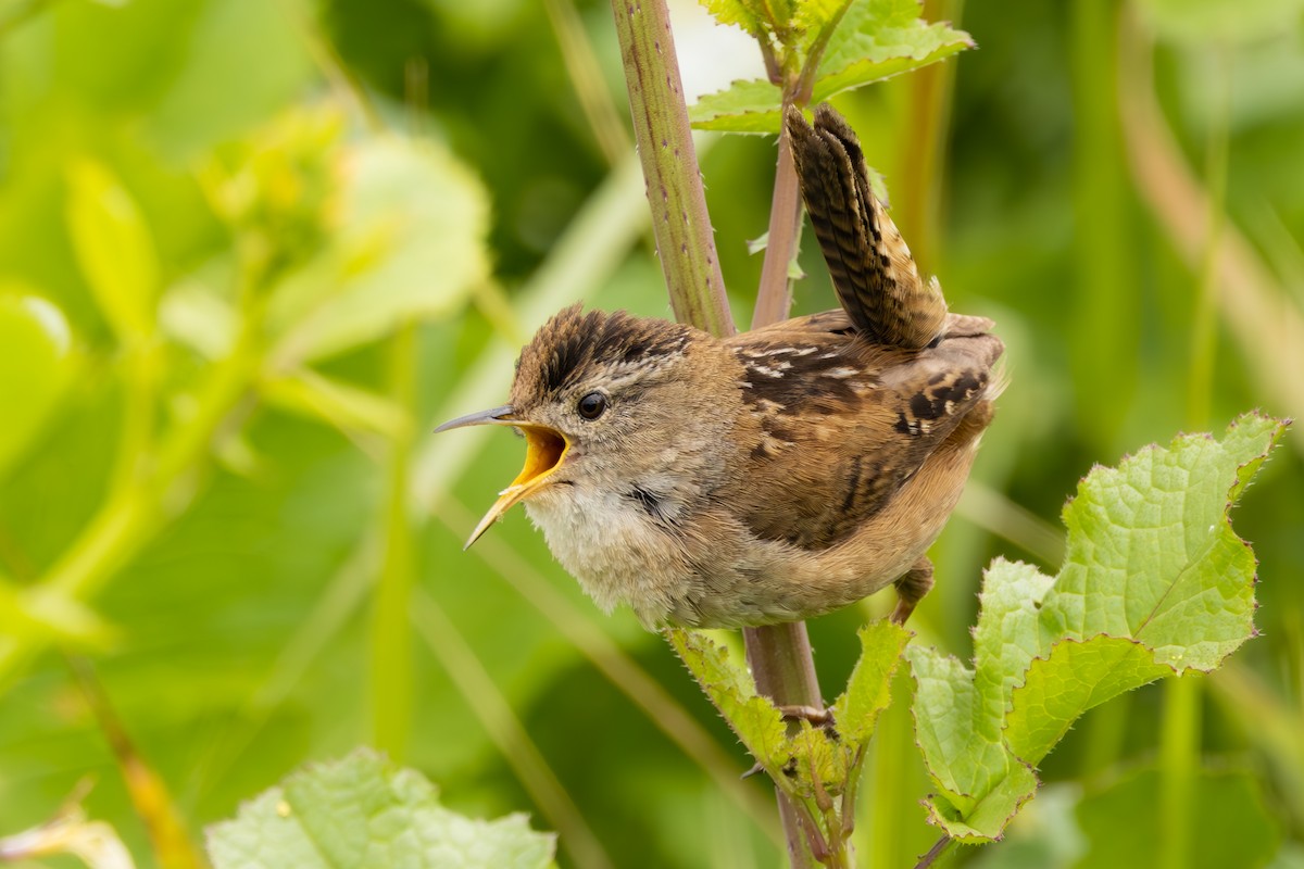 Marsh Wren - ML570144411