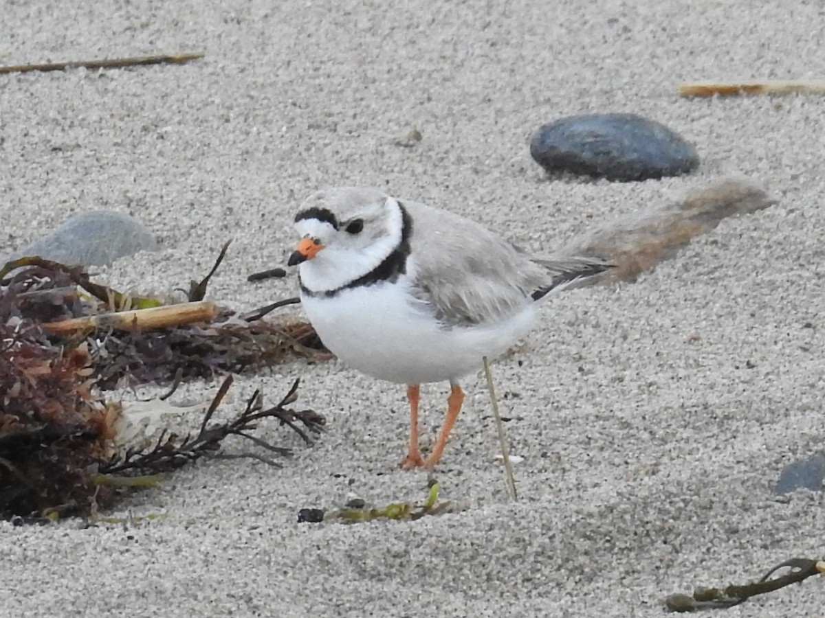 Piping Plover - ML57014521