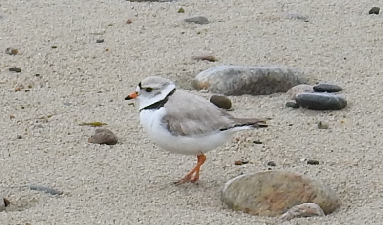 Piping Plover - ML57014551