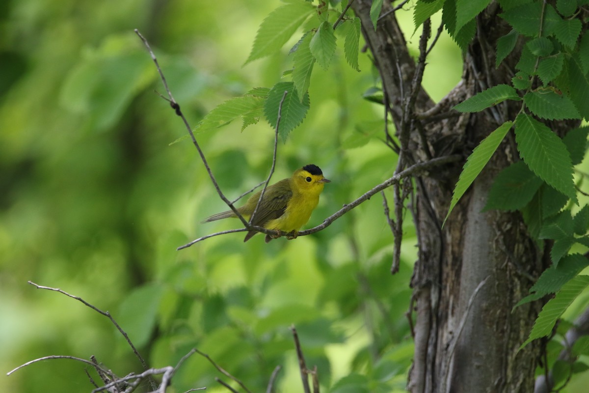 Wilson's Warbler - ML570145881