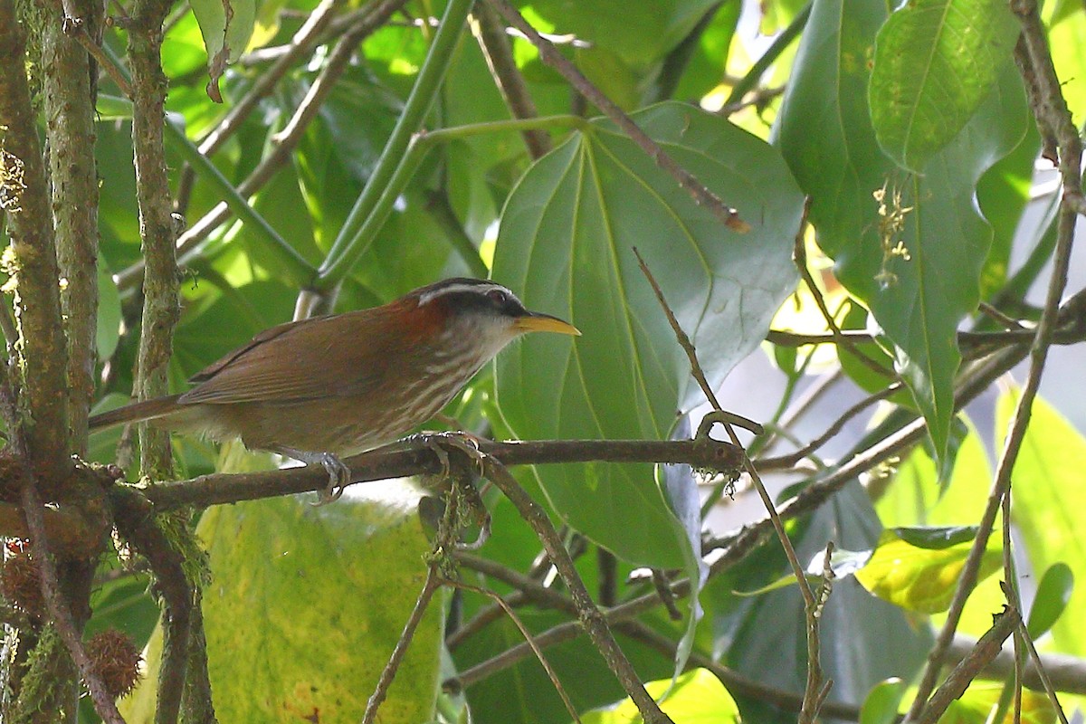 Streak-breasted Scimitar-Babbler - Tushar Tripathi