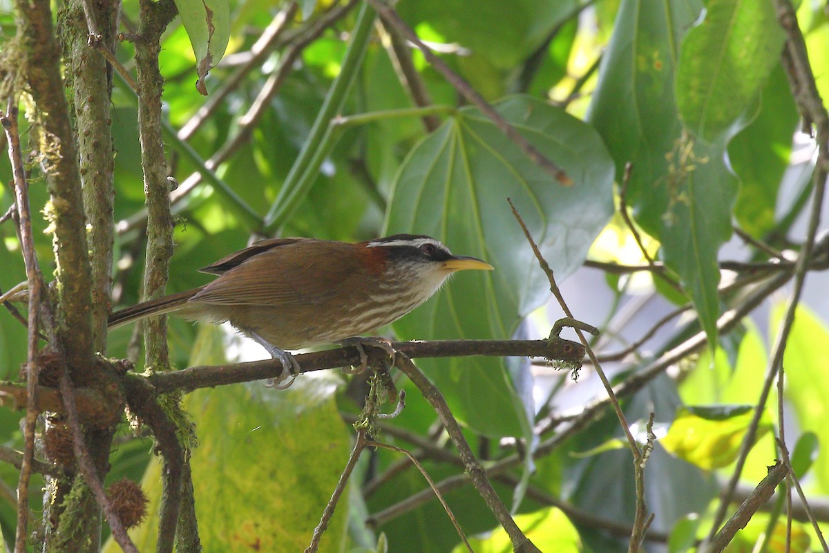 Streak-breasted Scimitar-Babbler - ML570146181