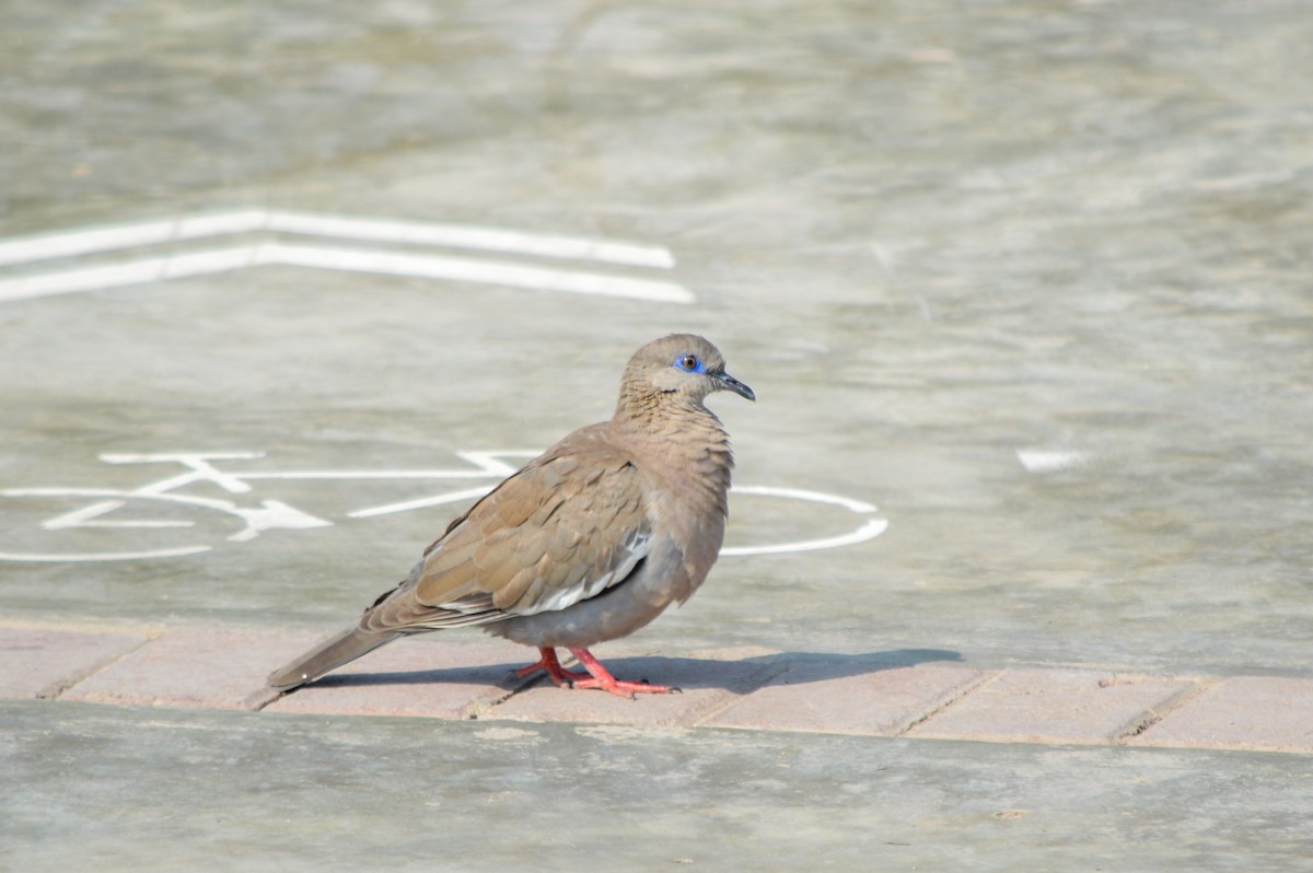 West Peruvian Dove - Kyle Matera