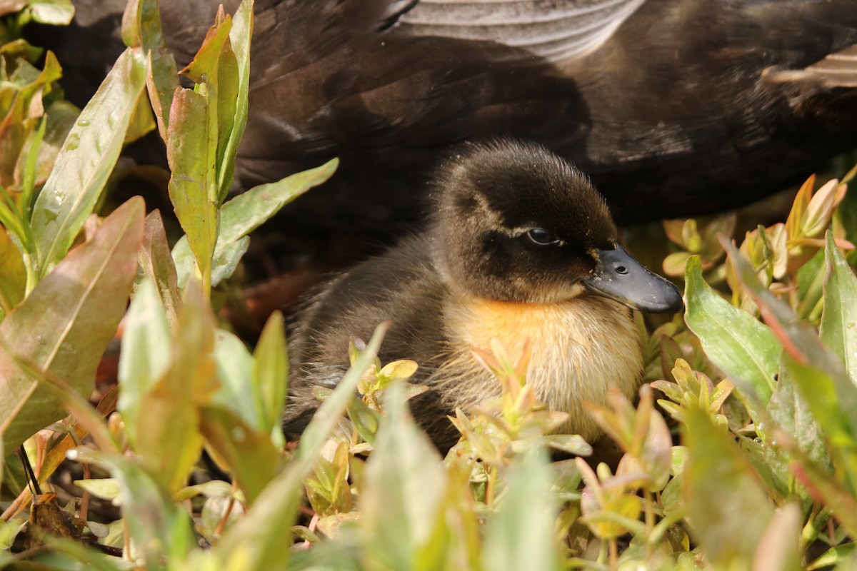 Mallard (Domestic type) - ML570147121