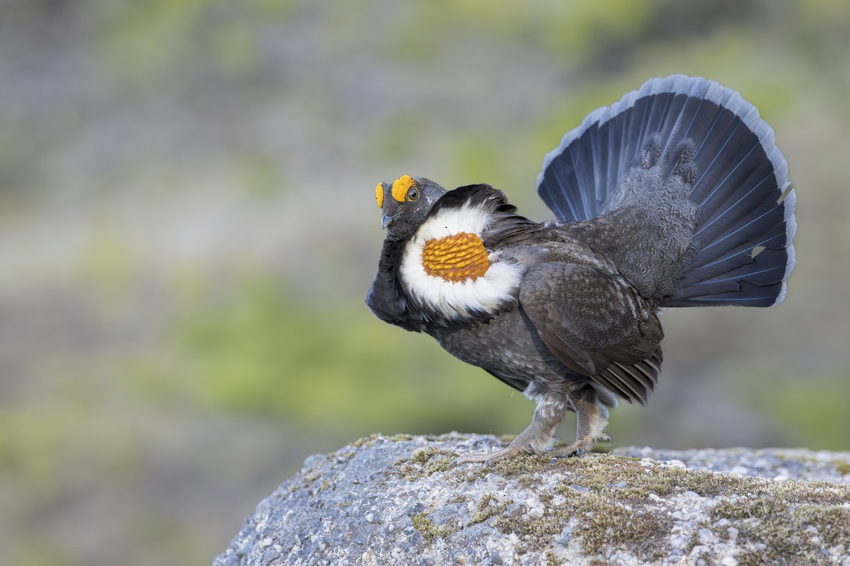 Sooty Grouse - Blair Dudeck
