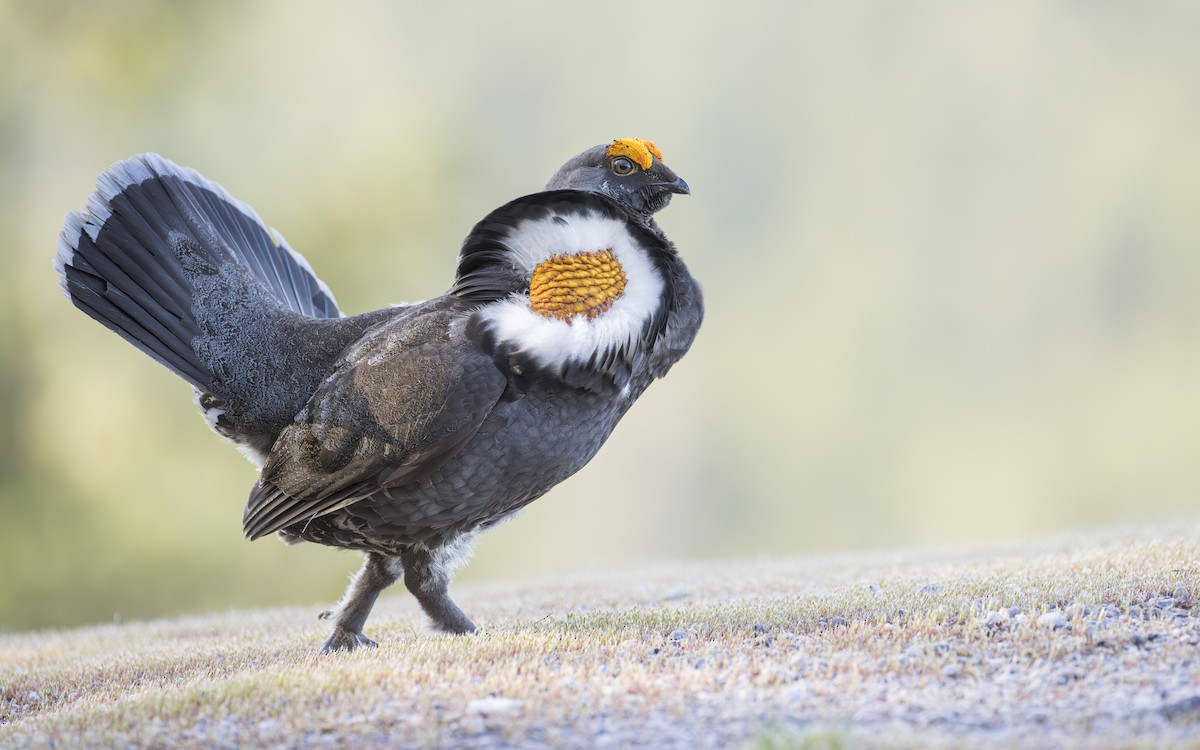Sooty Grouse - Blair Dudeck