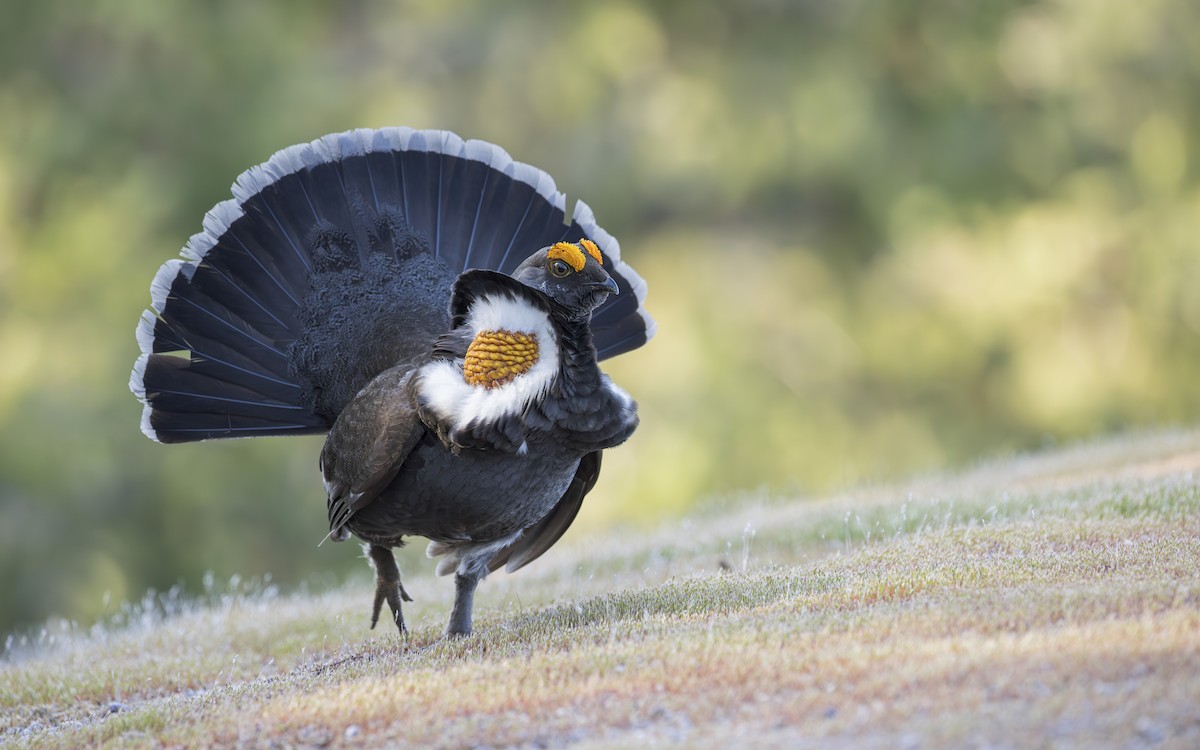 Sooty Grouse - Blair Dudeck