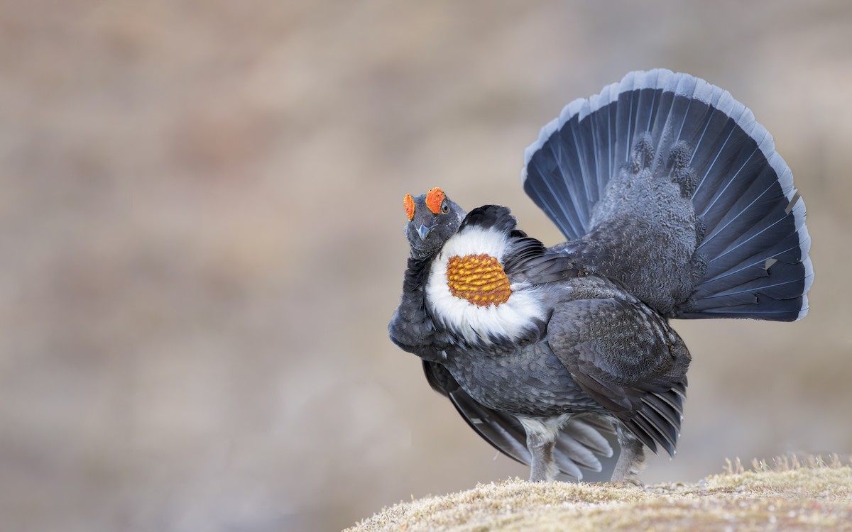 Sooty Grouse - Blair Dudeck