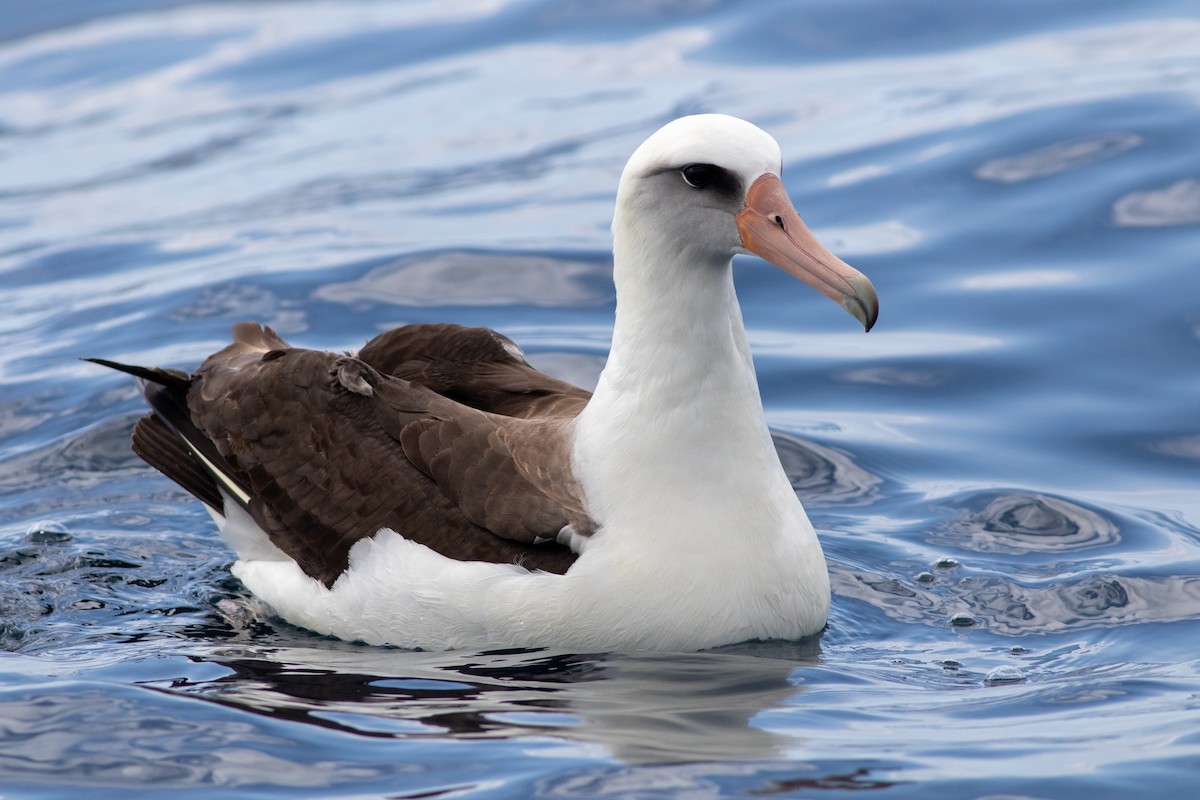 Laysan Albatross - ML570148621