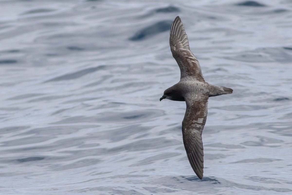 Murphy's Petrel - ML570148671