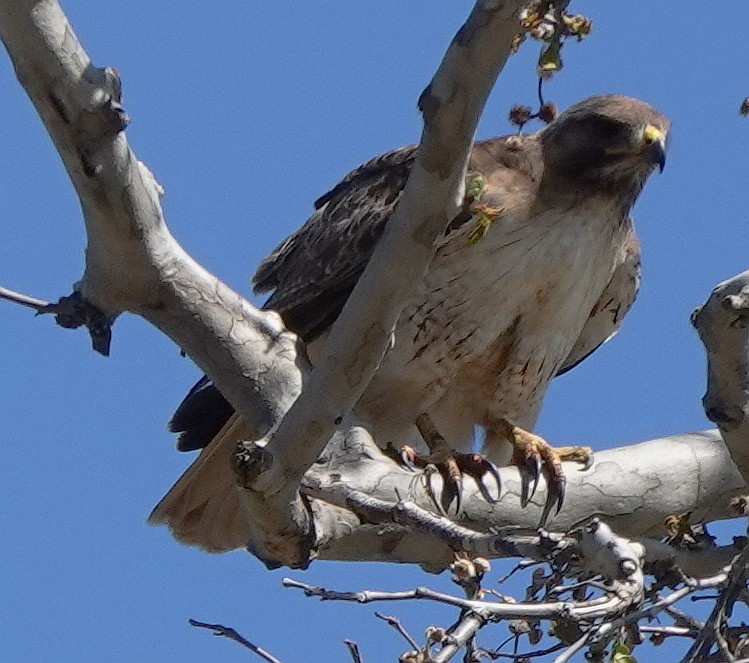 Red-tailed Hawk - ML570148841